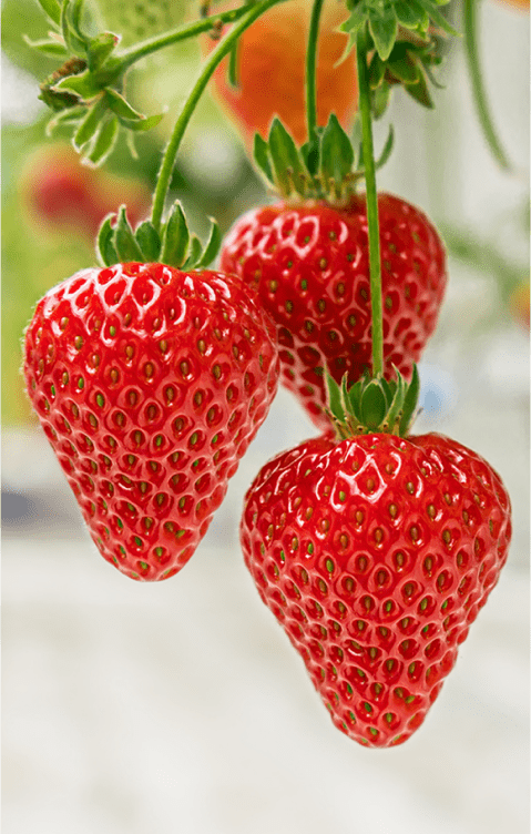 Strawberries on the vine